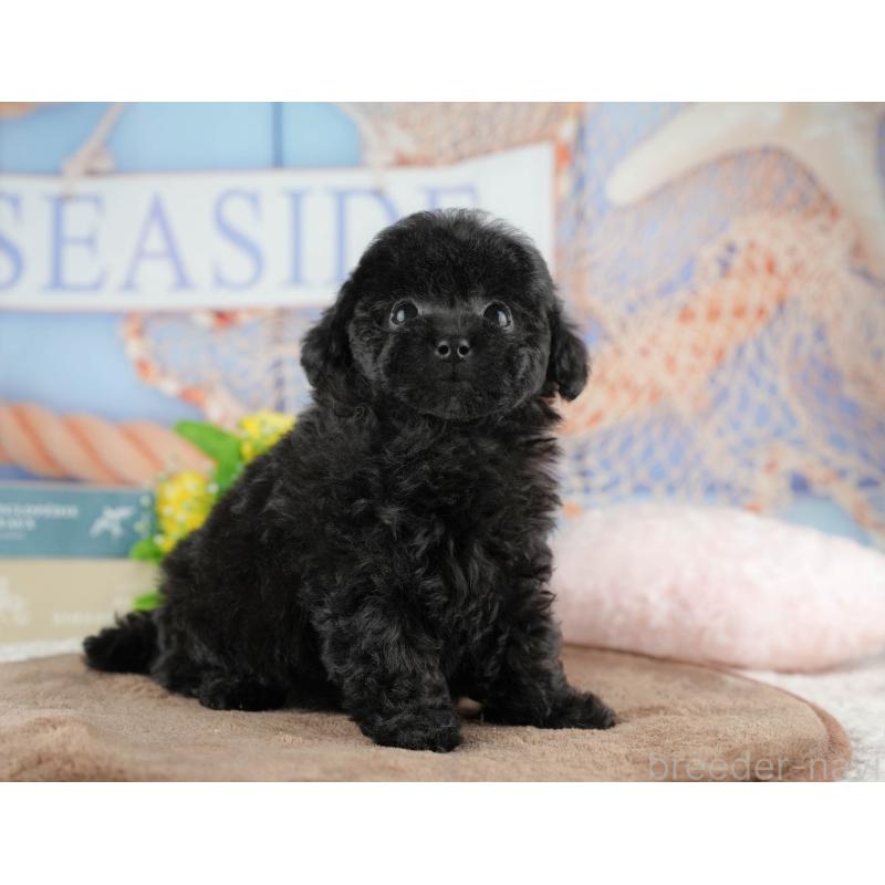 販売中の千葉県のトイプードル-422919の8枚目