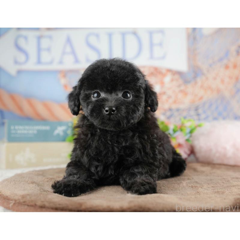 販売中の千葉県のトイプードル-422919の7枚目