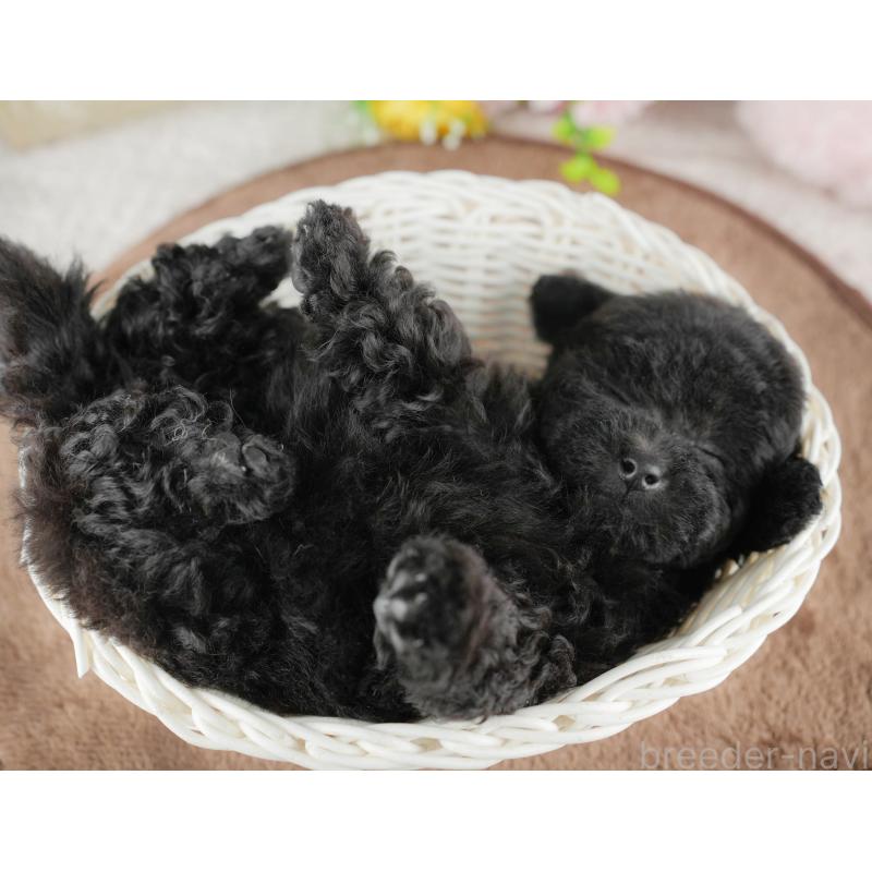販売中の千葉県のトイプードル-422919の6枚目