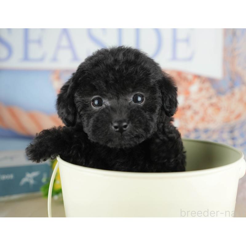 販売中の千葉県のトイプードル-422919の5枚目