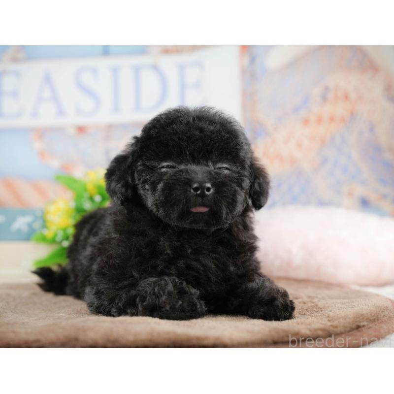 販売中の千葉県のトイプードル-422919の4枚目