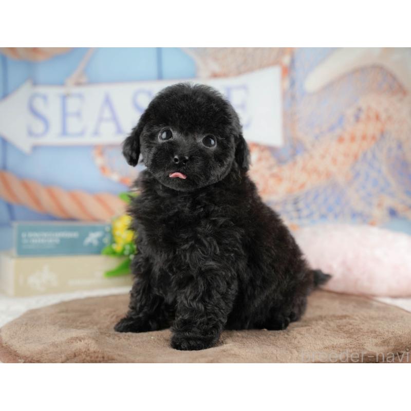 販売中の千葉県のトイプードル-422919の3枚目