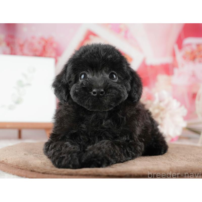 販売中の千葉県のトイプードル-422917