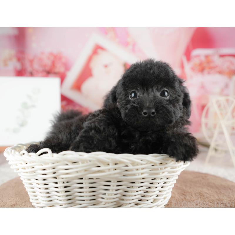 販売中の千葉県のトイプードル-422917の11枚目