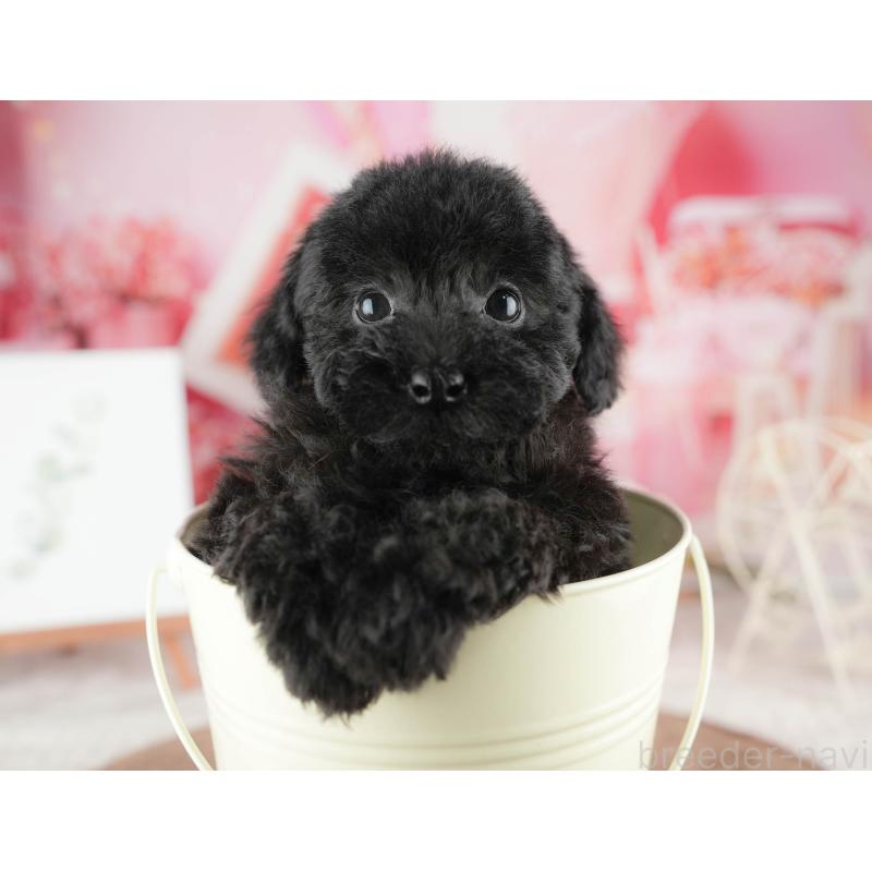 販売中の千葉県のトイプードル-422917の10枚目