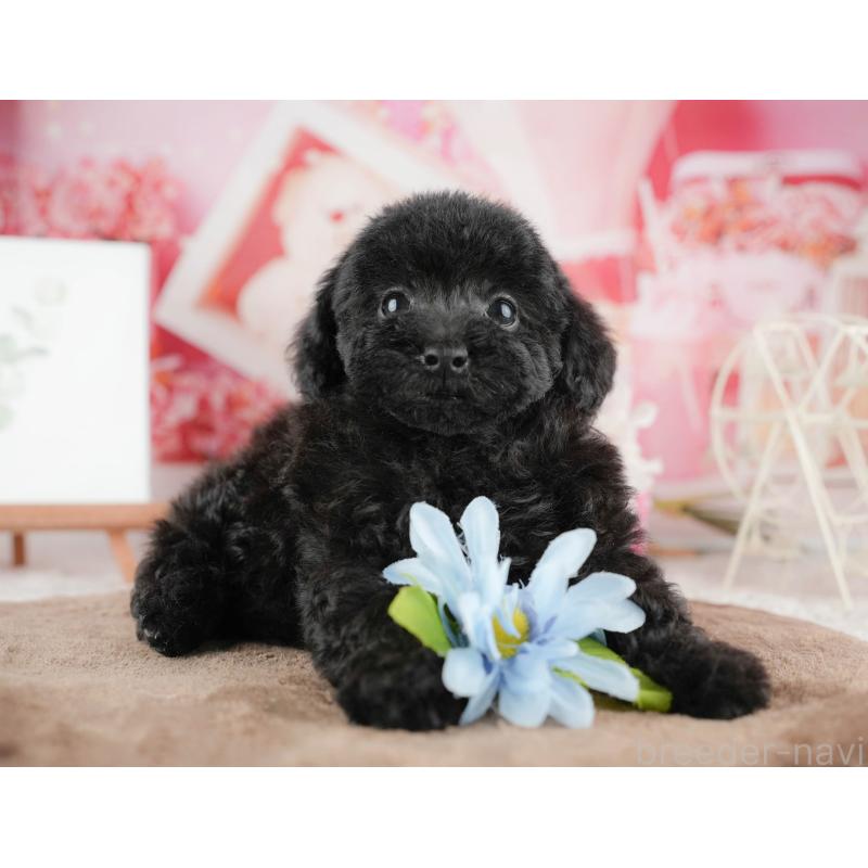 販売中の千葉県のトイプードル-422917の9枚目