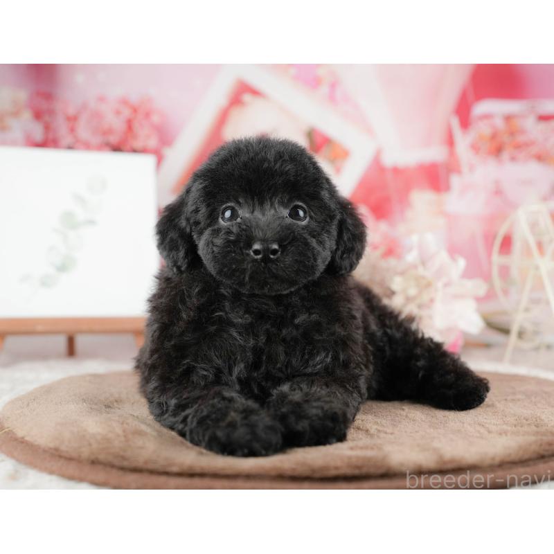 販売中の千葉県のトイプードル-422917の8枚目