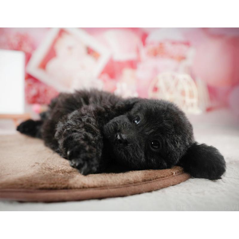 販売中の千葉県のトイプードル-422917の7枚目