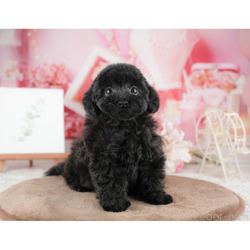 販売中の千葉県のトイプードル-422917の6枚目