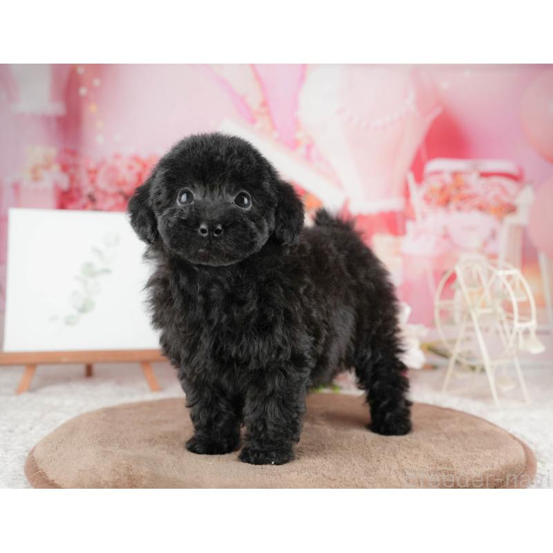 販売中の千葉県のトイプードル-422917の5枚目