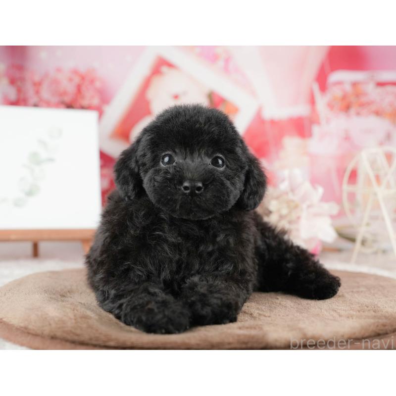 販売中の千葉県のトイプードル-422917の4枚目