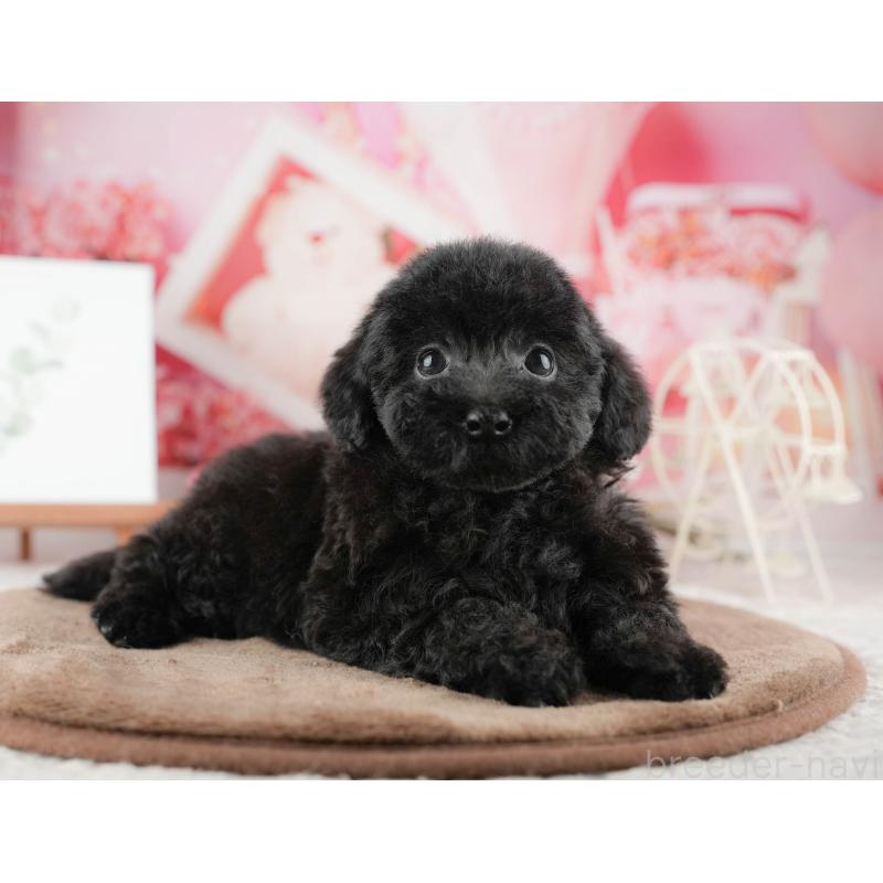 販売中の千葉県のトイプードル-422917の3枚目