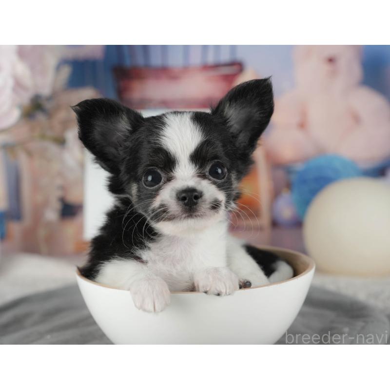 販売中の千葉県のチワワ(ロングコート)-422913の9枚目