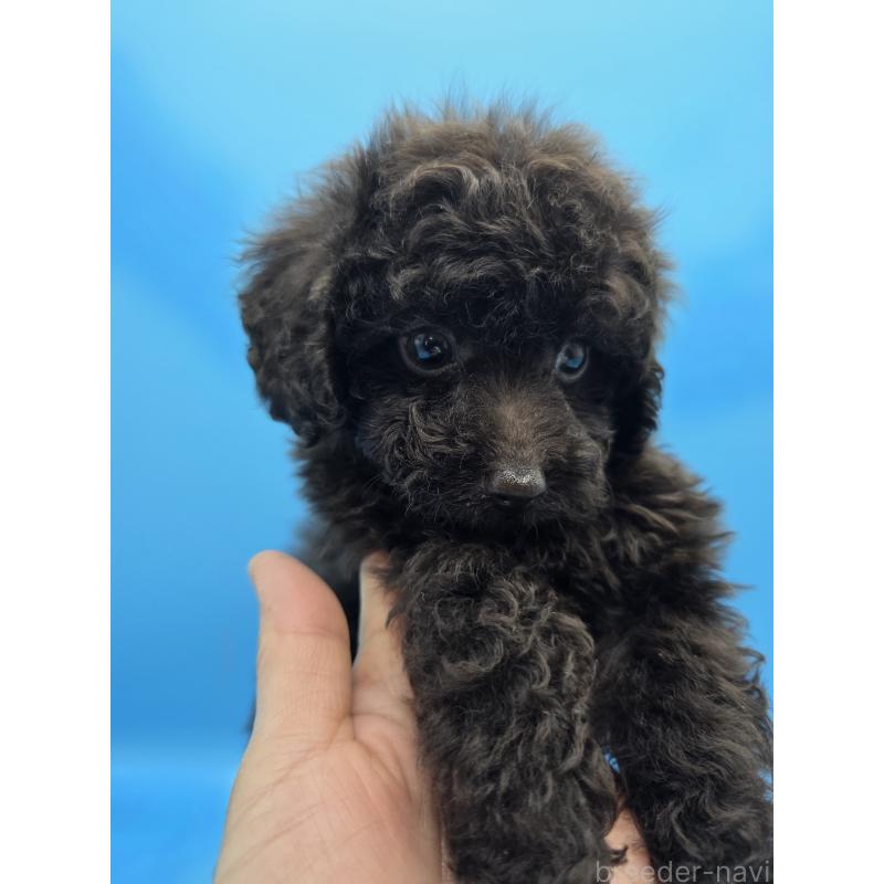 販売中の静岡県のトイプードル-422602の7枚目