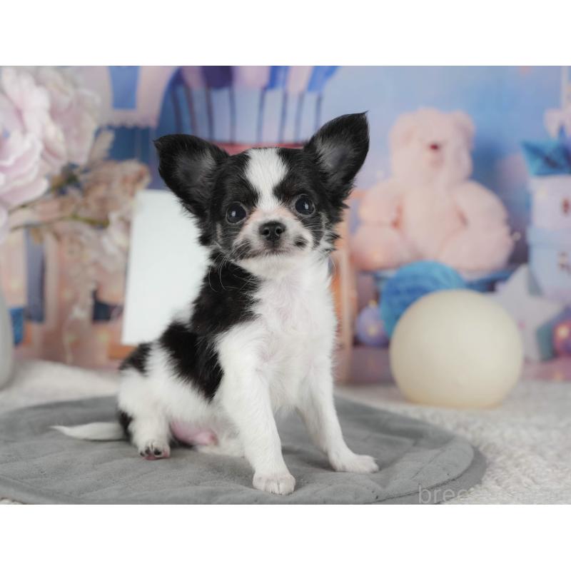 販売中の千葉県のチワワ(ロングコート)-422913の8枚目