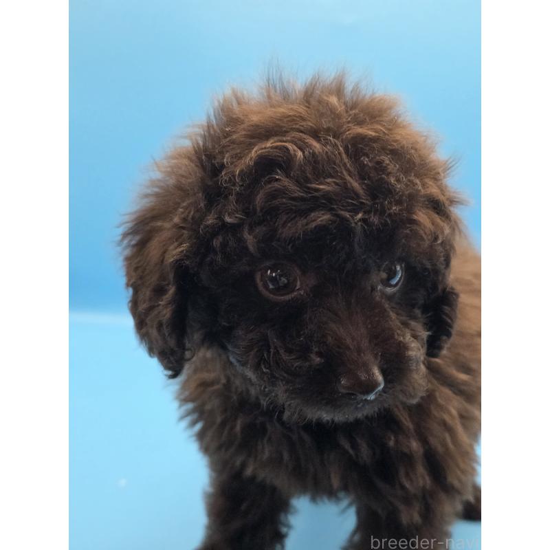 販売中の静岡県のトイプードル-422602の6枚目