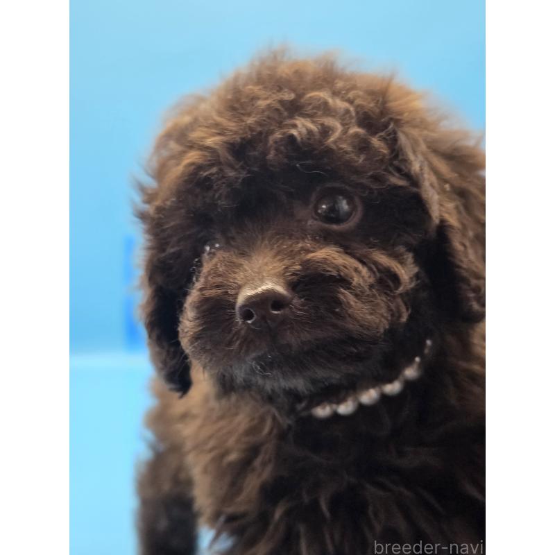 販売中の静岡県のトイプードル-422602の5枚目