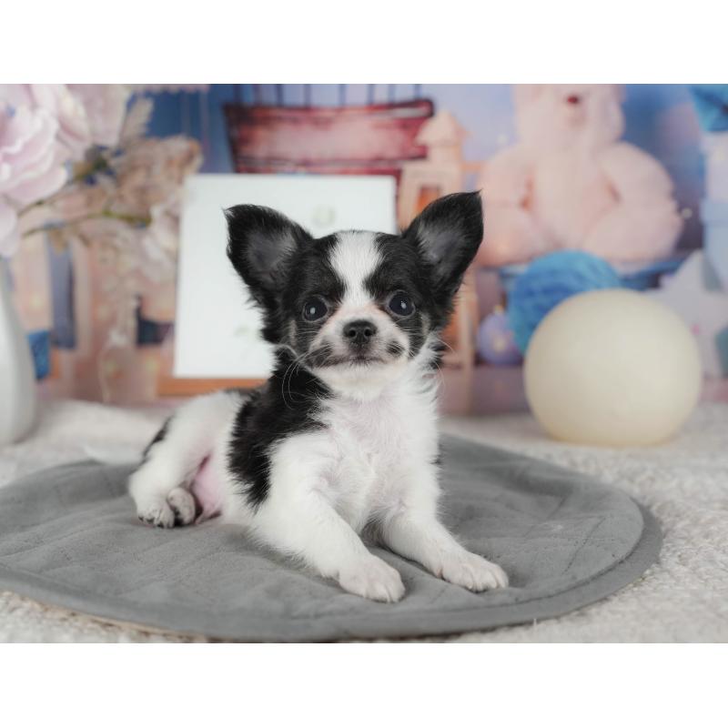 販売中の千葉県のチワワ(ロングコート)-422913の7枚目