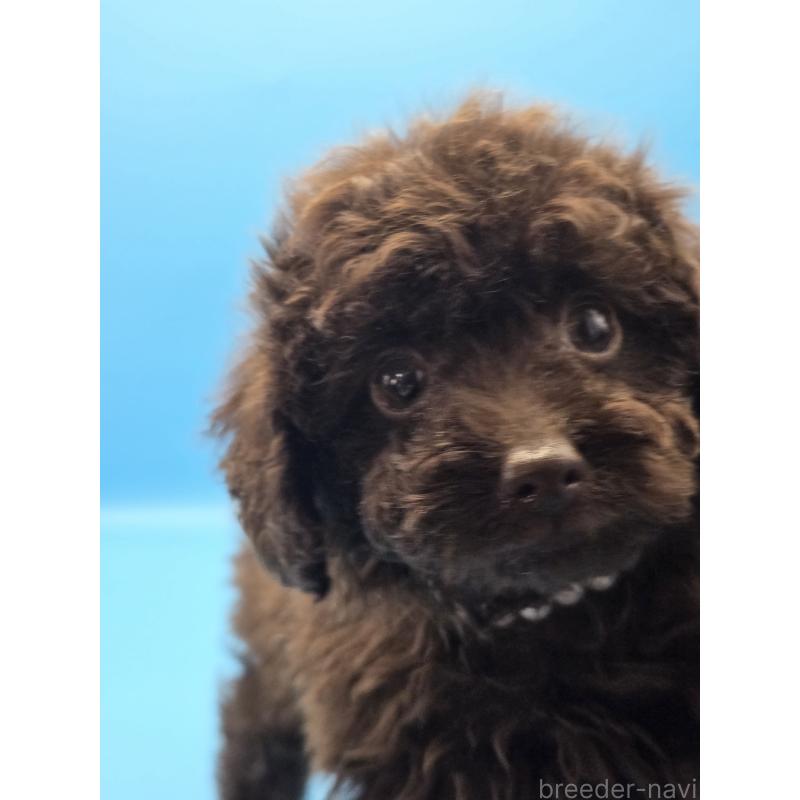 販売中の静岡県のトイプードル-422602の4枚目