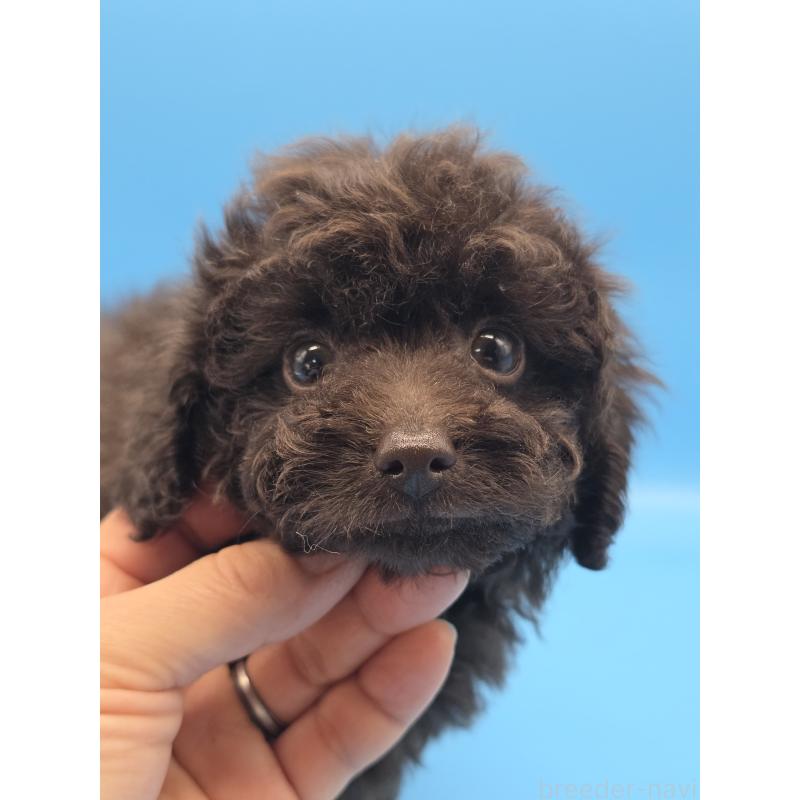 販売中の静岡県のトイプードル-422602の3枚目