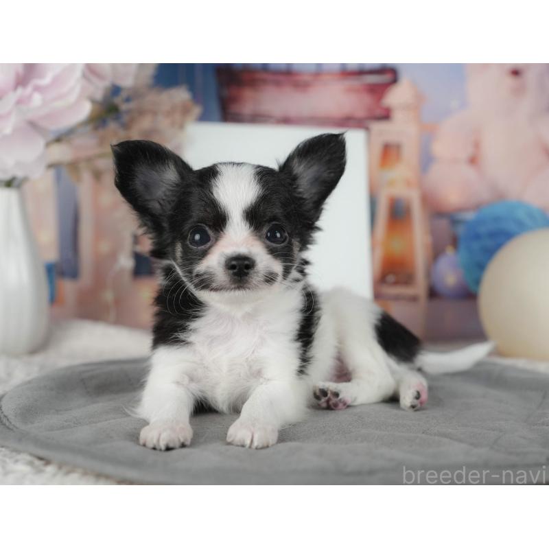 販売中の千葉県のチワワ(ロングコート)-422913の5枚目