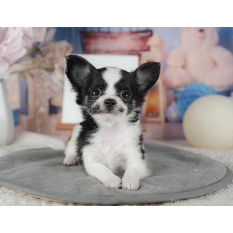 販売中の千葉県のチワワ(ロングコート)-422913の4枚目