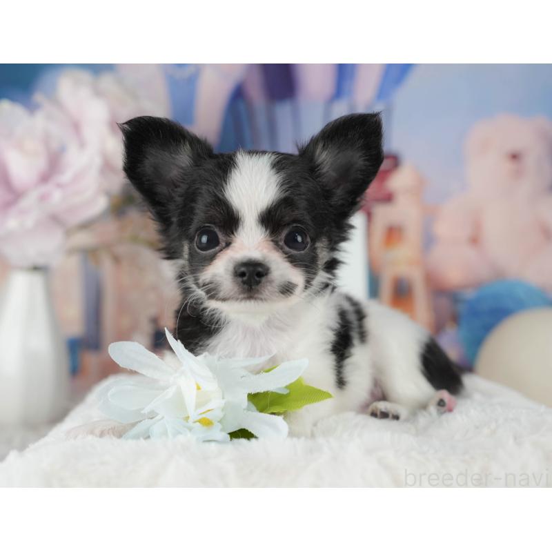 販売中の千葉県のチワワ(ロングコート)-422913の2枚目