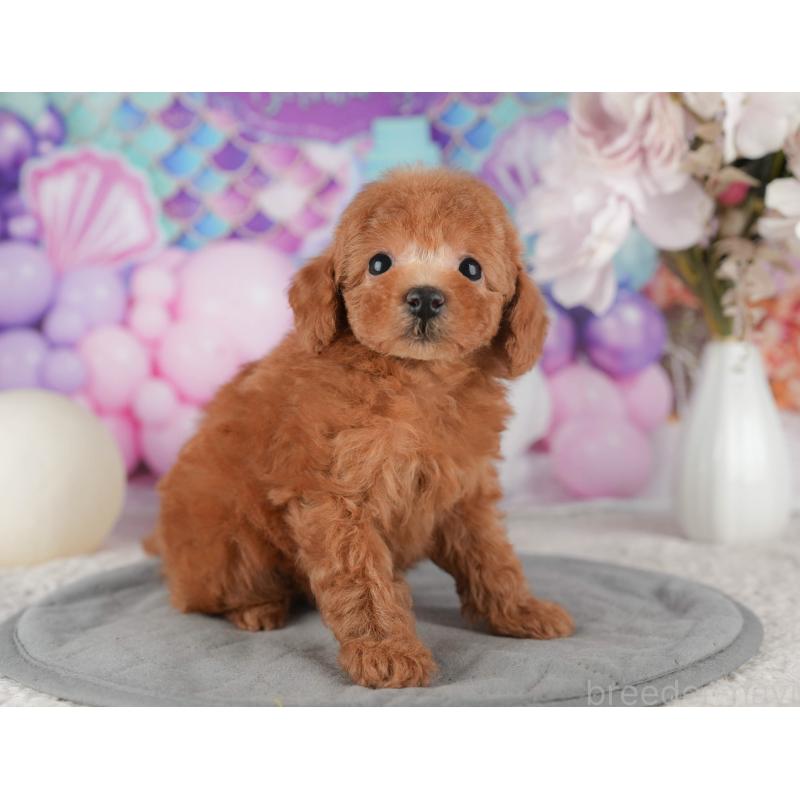 販売中の千葉県のタイニープードル-422911
