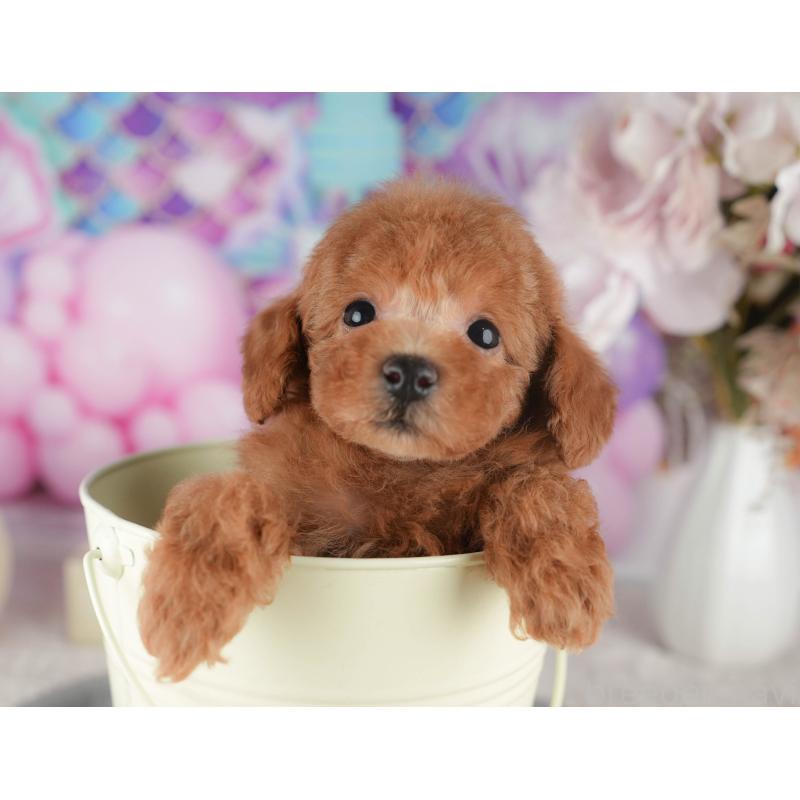 販売中の千葉県のタイニープードル-422911の9枚目