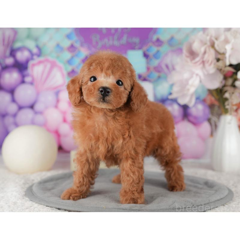 販売中の千葉県のタイニープードル-422911の7枚目