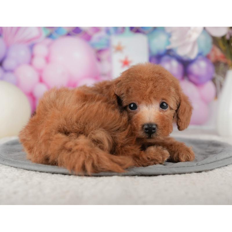 販売中の千葉県のタイニープードル-422911の6枚目