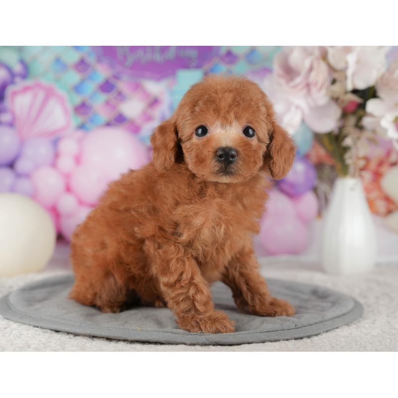 販売中の千葉県のタイニープードル-422911の5枚目