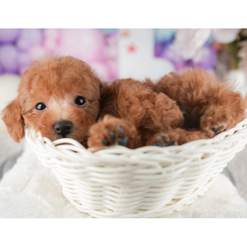 販売中の千葉県のタイニープードル-422911の4枚目