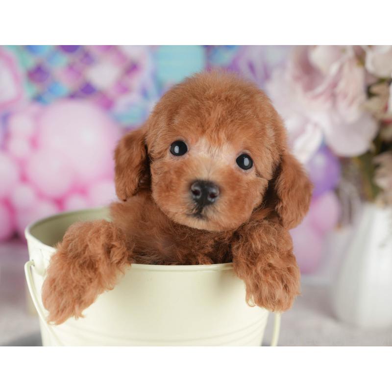 販売中の千葉県のタイニープードル-422911の3枚目