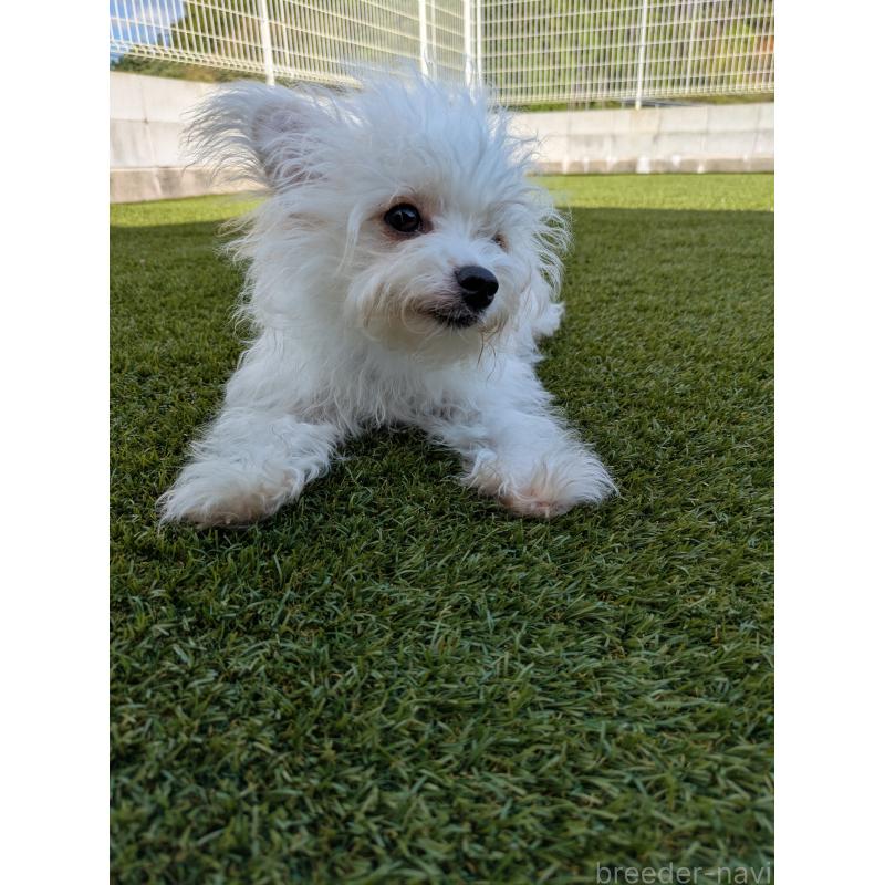 販売中の三重県のミックス犬-387885の2枚目