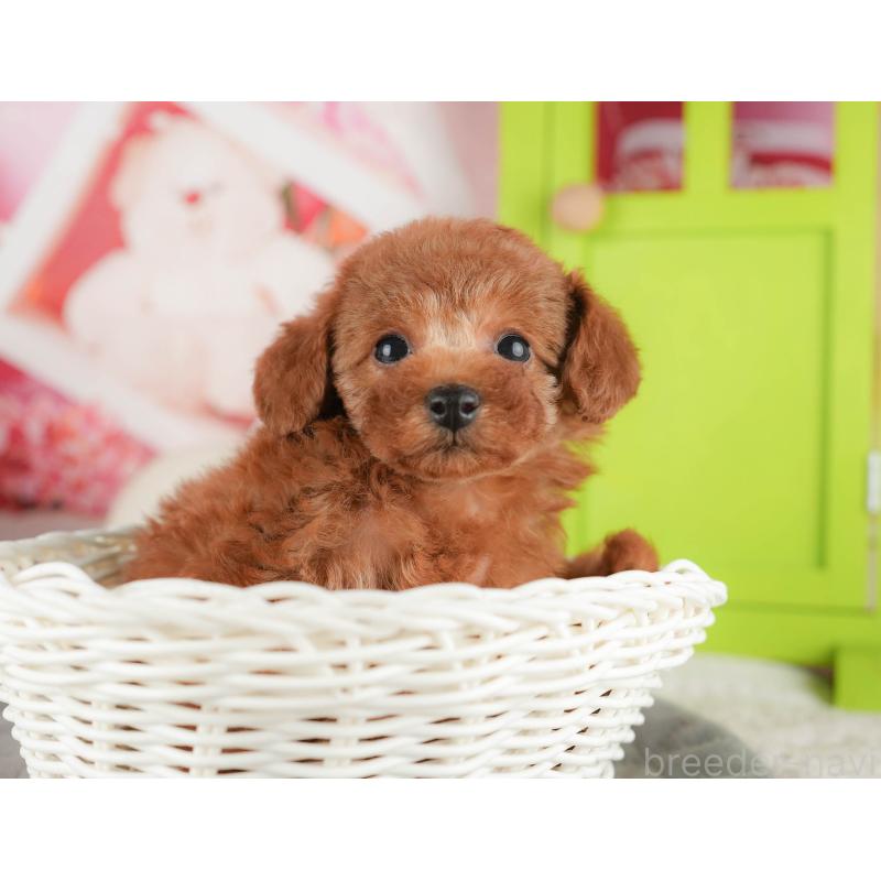 販売中の千葉県のタイニープードル-422910