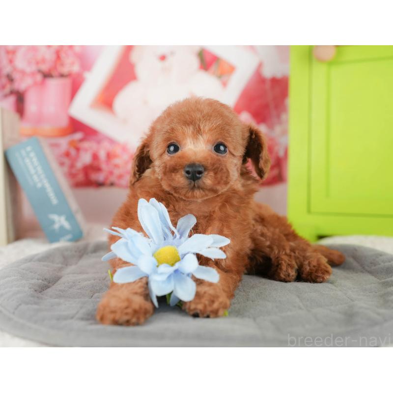 販売中の千葉県のタイニープードル-422910の11枚目