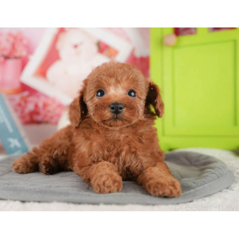 販売中の千葉県のタイニープードル-422910の10枚目