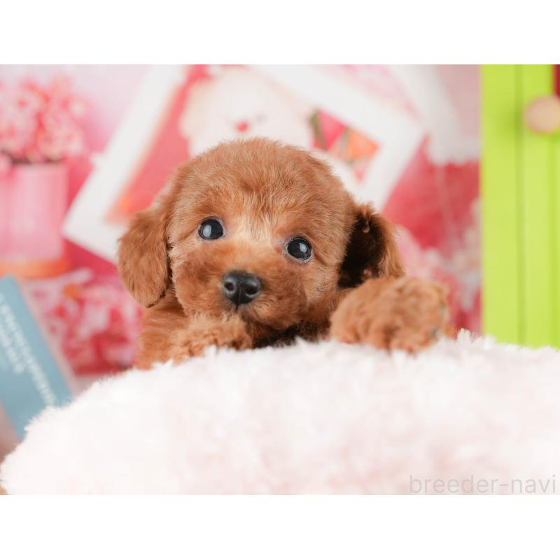 販売中の千葉県のタイニープードル-422910の9枚目