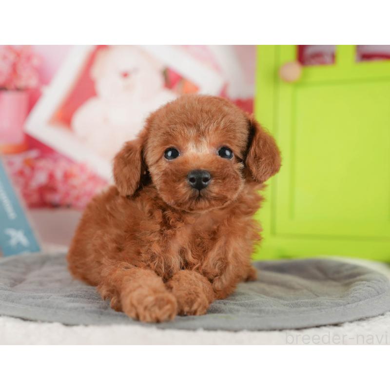 販売中の千葉県のタイニープードル-422910の6枚目