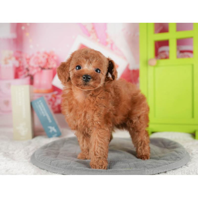 販売中の千葉県のタイニープードル-422910の5枚目