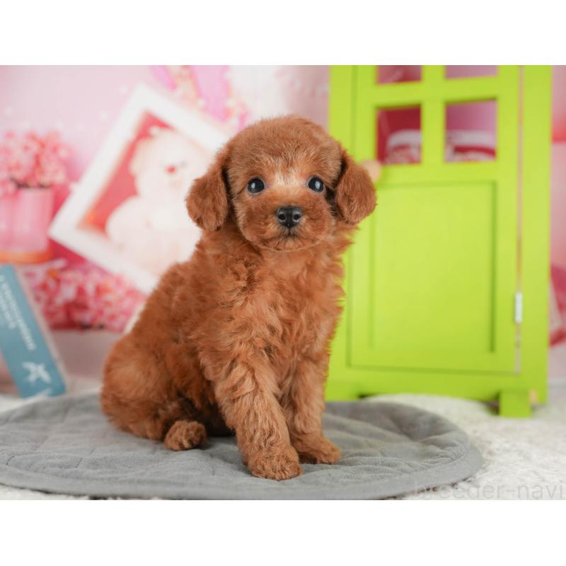 販売中の千葉県のタイニープードル-422910の4枚目