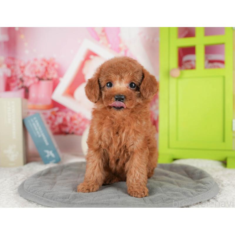 販売中の千葉県のタイニープードル-422910の3枚目