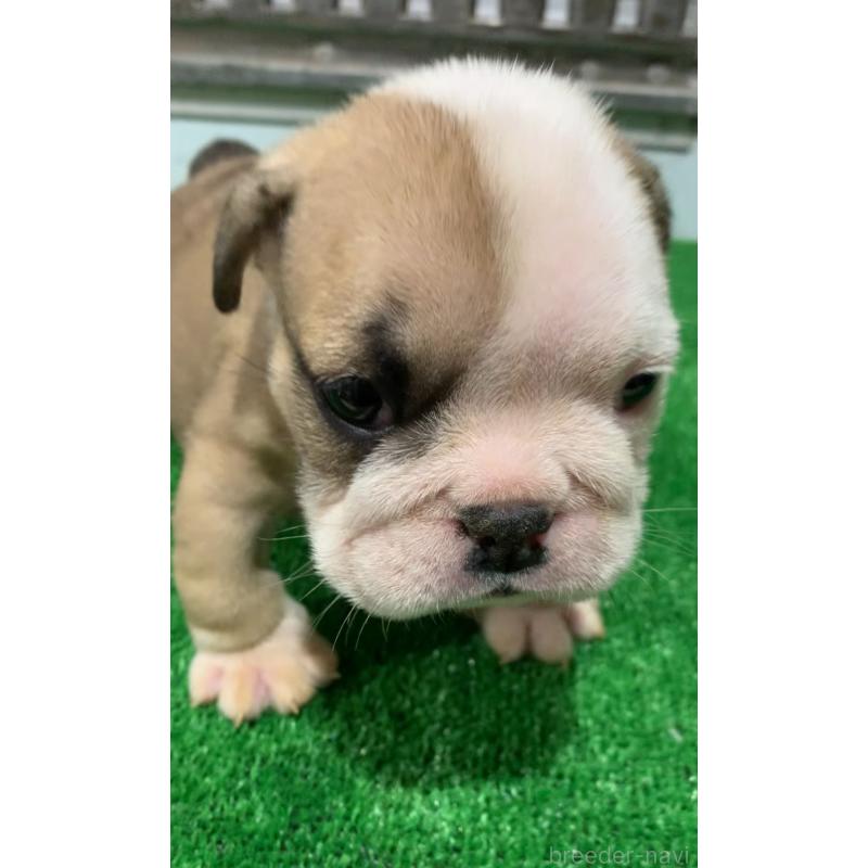 成約済の福岡県のブルドッグ-421565の7枚目