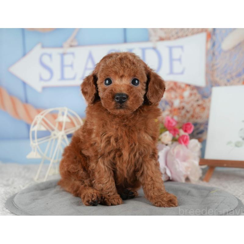 販売中の千葉県のタイニープードル-422909の11枚目