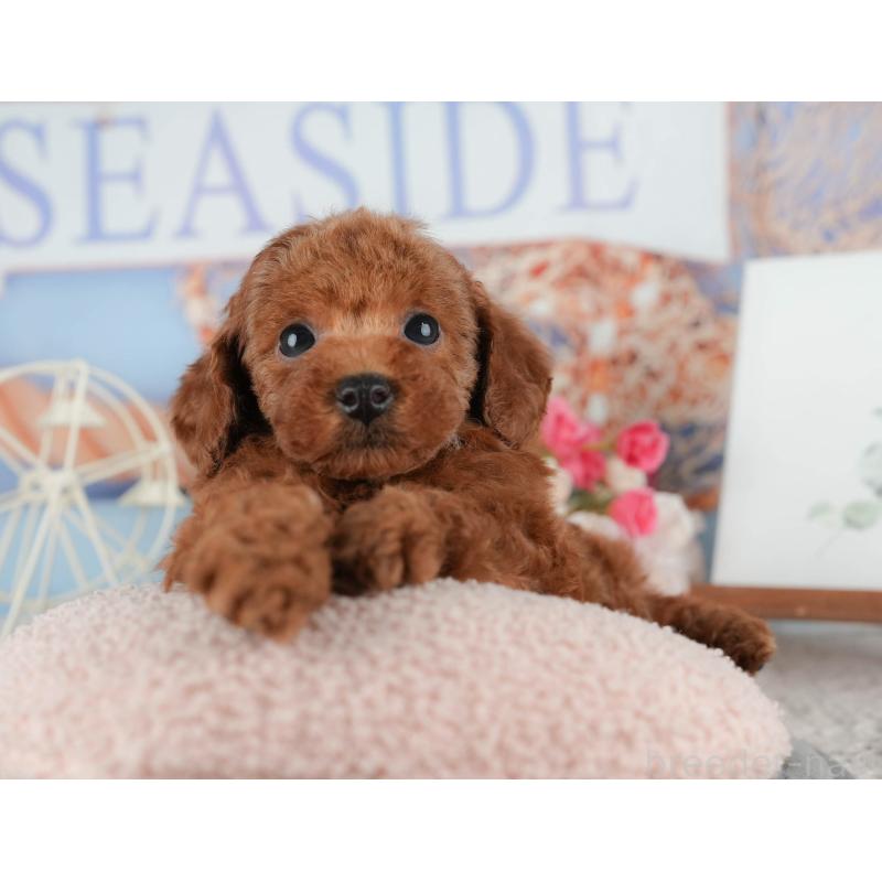 販売中の千葉県のタイニープードル-422909の10枚目