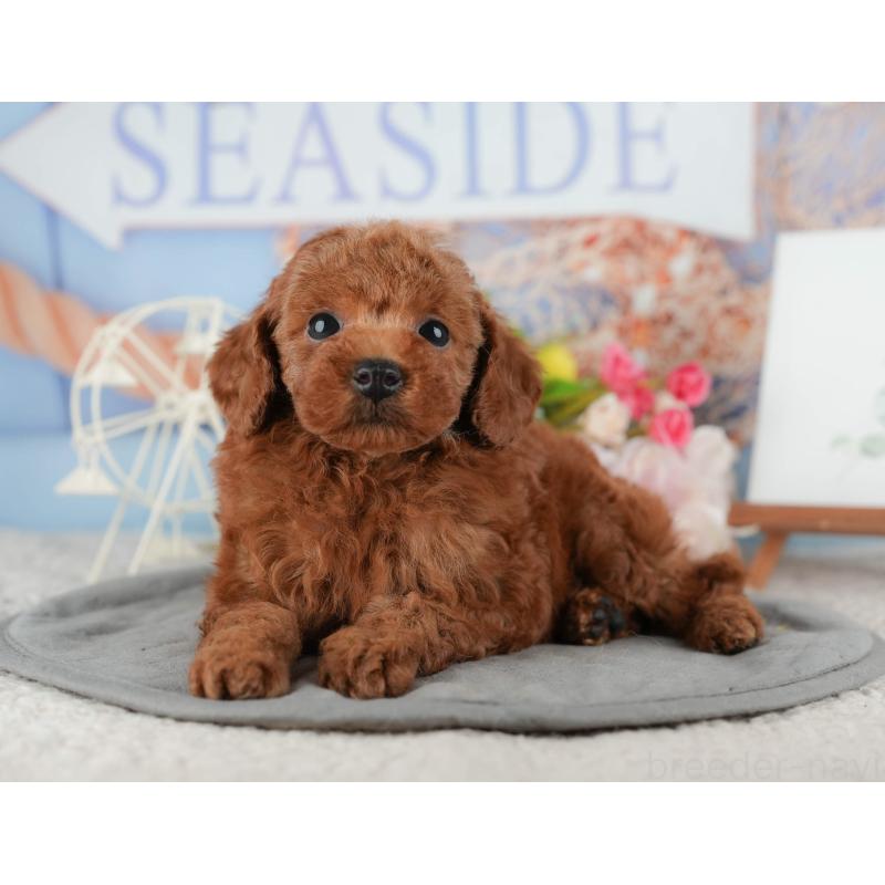 販売中の千葉県のタイニープードル-422909の9枚目