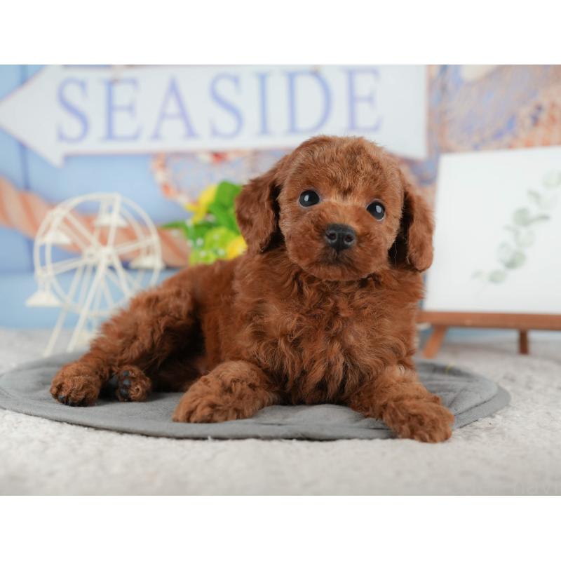 販売中の千葉県のタイニープードル-422909の8枚目