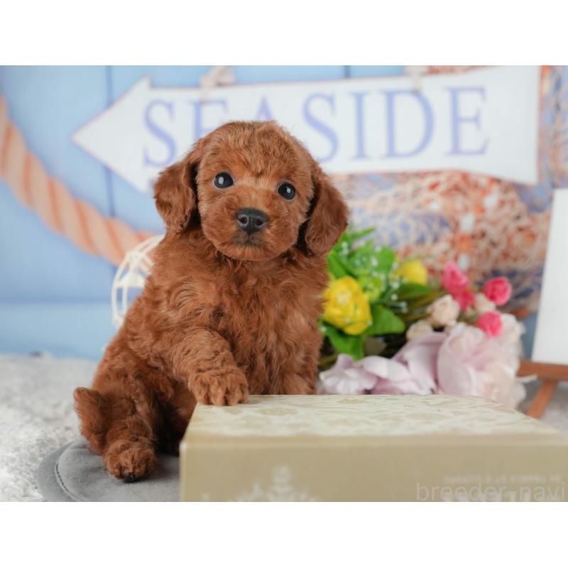 販売中の千葉県のタイニープードル-422909の7枚目