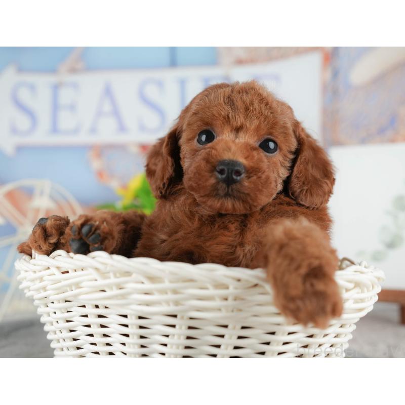 販売中の千葉県のタイニープードル-422909の6枚目